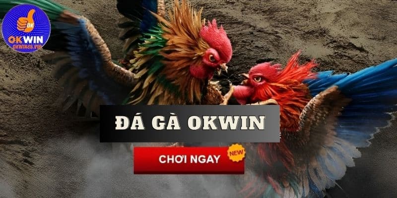 Đôi nét giới thiệu sảnh đá gà Okwin