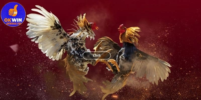 Hướng dẫn đặt cược game đá gà nhanh chóng