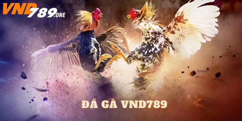 Khám phá đá gà Vnd789 cơ bản